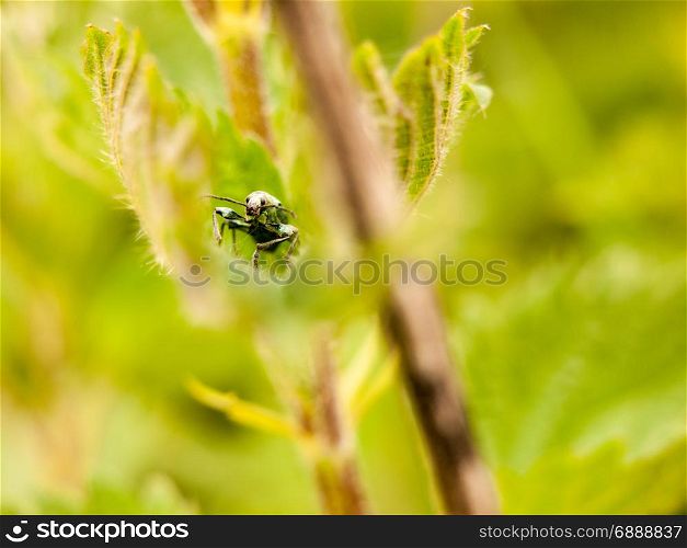 an awesome macro selective focus and blur of an insect bug seen from the front hidden inside a leaf