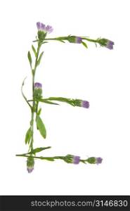 An E Made Of Purple Flowers