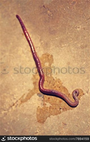 An earthworm is a tube-shaped, segmented worm commonly found living in soil, that feeds on live and dead organic matter. Its digestive system runs through the length of its body. It conducts respiration through its skin