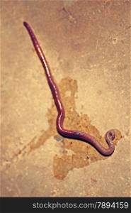 An earthworm is a tube-shaped, segmented worm commonly found living in soil, that feeds on live and dead organic matter. Its digestive system runs through the length of its body. It conducts respiration through its skin