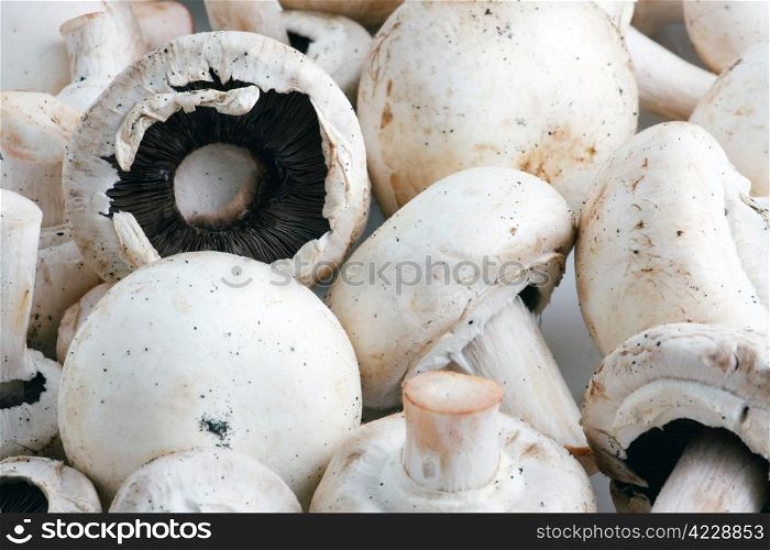 An edible mushroom, especially the much cultivated species Agaricus bisporus.