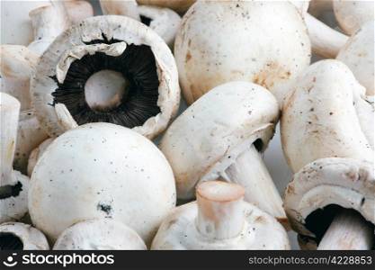An edible mushroom, especially the much cultivated species Agaricus bisporus.