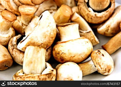 An edible mushroom, especially the much cultivated species Agaricus bisporus