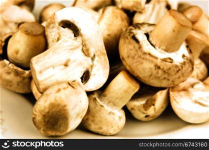 An edible mushroom, especially the much cultivated species Agaricus bisporus