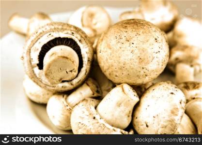 An edible mushroom, especially the much cultivated species Agaricus bisporus