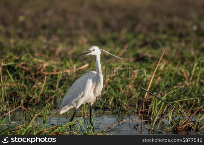 An Egret walks in the shallow water of the Chobe river, close to the bank, during the late afternoon.