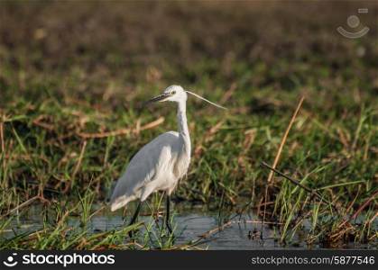 An Egret walks in the shallow water of the Chobe river, close to the bank, during the late afternoon.