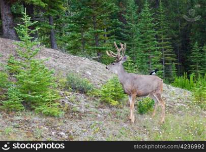 An eight-point buck, white-tail deer with velvet still on his rack. A bird sits on his back, the two residing peacefully together in world renown Banff National Park.