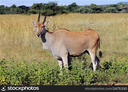 An eland antelope (Tragelaphus oryx) in natural habitat, South Africa