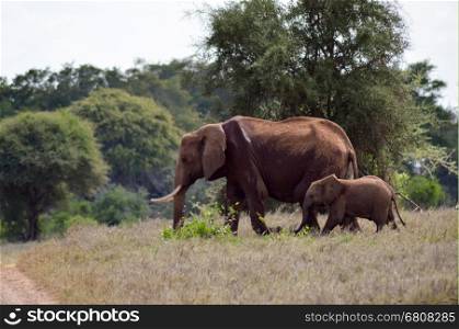 An elephant and his little . An elephant and his little one in a walk in the savanna of the park Tsavo West in Kenya