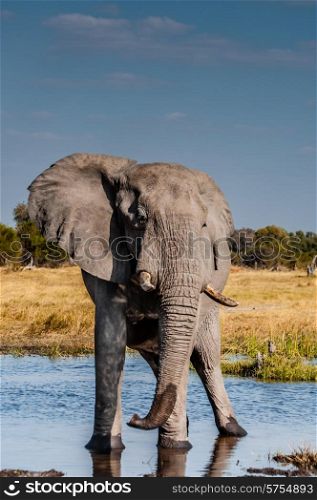 An Elephant bull standing alone in some water where he was taking a drink with his trunk, the tip of which is still wet.