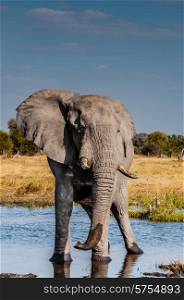 An Elephant bull standing alone in some water where he was taking a drink with his trunk, the tip of which is still wet.