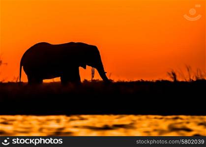 An elephant bull stands on Sidudu island in the Chobe river and feed on the lush vegitation during a stunning red, orange and yellow sunset. Only it&rsquo;s black sihouette is visible as it chews on some long strands of vegitation.