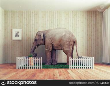 An Elephant calf as the pet. Photo combination concept