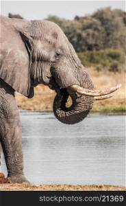 An elephant drinks water by a river inside Chobe National Park in Botswana.