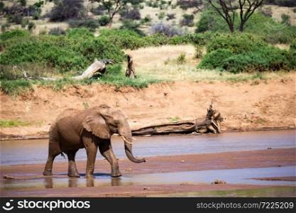 An elephant familiy on the banks of a river in the middle of the National Park. Elephant family on the banks of a river in the middle of the National Park