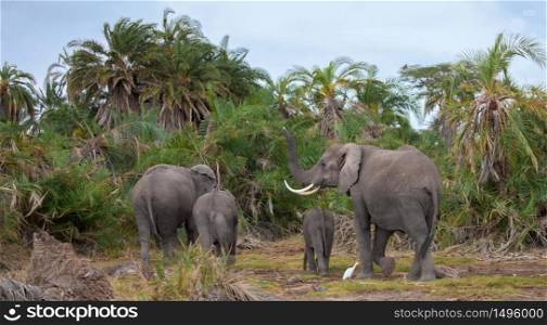 an elephant family in the savannah of Kenya