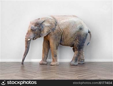 an elephant in the room near white wall. Creative concept