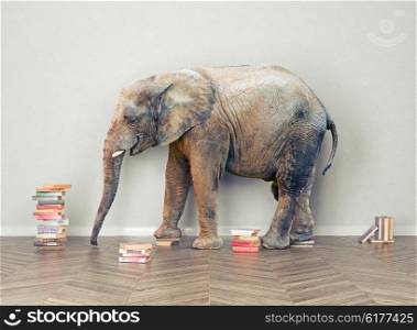 an elephant in the room with booksl. Creative concept