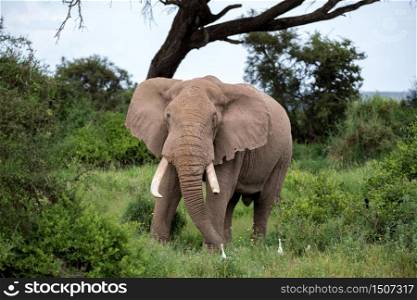 An elephant in the savannah of a national park in Kenya. An elephant in the savannah of a national park