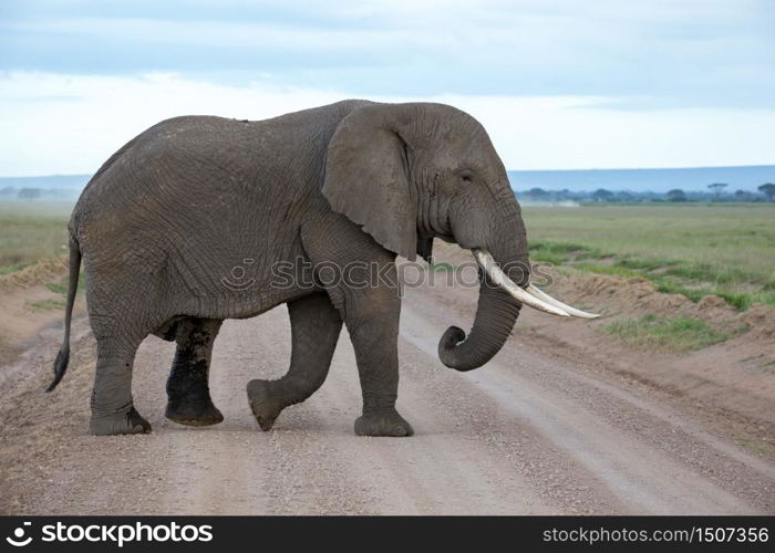 An elephant in the savannah of a national park in Kenya. An elephant in the savannah of a national park