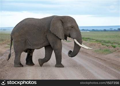 An elephant in the savannah of a national park in Kenya. An elephant in the savannah of a national park