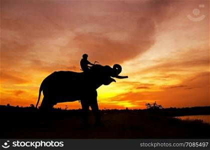 an elephant standing on a rice field in the morning. Elephant village in the north east of Thailand, beautiful relation between man and elephant.