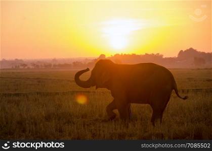 an elephant standing on a rice field in the morning. Elephant village in the north east of Thailand, beautiful relation between man and elephant.