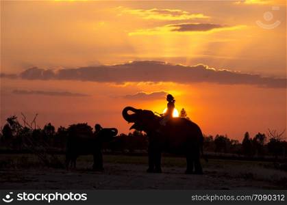 an elephant standing on a rice field in the morning. Elephant village in the north east of Thailand, beautiful relation between man and elephant.. Mahout and elephant.