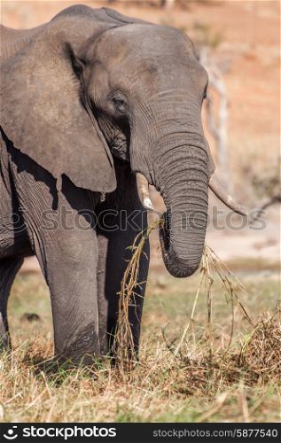 An elephant stands an graze on the lush grass of Sidudu island inside the Chobe river in Botswana.