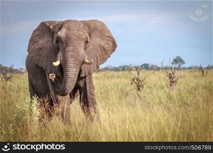 An Elephant starring at the camera in the Okavango Delta, Botswana.