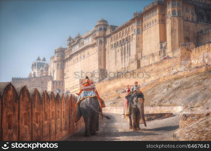 an elephant walking along the road at Amber Fort. India. Rajasthan