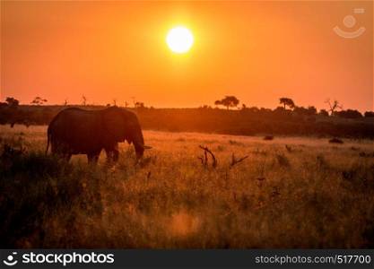 An Elephant walking during the sunset in the Chobe National Park, Botswana.