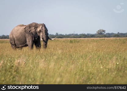 An Elephant walking in the grass in the Chobe National Park, Botswana.