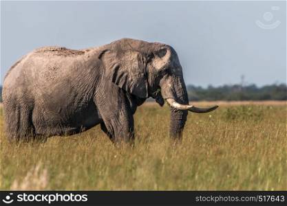 An Elephant walking in the grass in the Chobe National Park, Botswana.