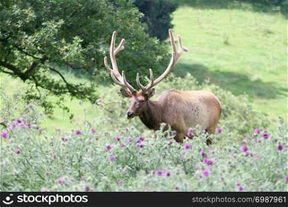An elk Bull (Cervus canadensis) in the high grass. Ein Wapiti-Bulle, (Cervus canadensis) im hohen Gras