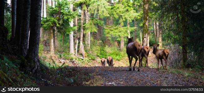 An Elk Herd walks along wary of followers