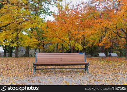 An empty bench or chair with red maple leaves or fall foliage with branches in colorful autumn season in Kyoto City, Kansai. Trees in Japan. Nature landscape background.