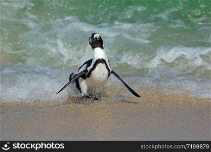 An endangered African penguin (Spheniscus demersus) running on beach, Western Cape, South Africa