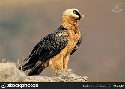 An endangered bearded vulture  Gypaetus barbatus  perched on a rock, South Africa 