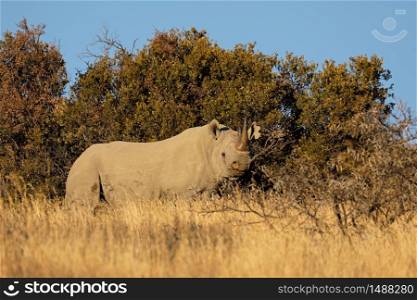An endangered black rhinoceros (Diceros bicornis) in natural habitat, South Africa