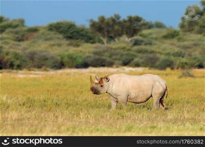 An endangered black rhinoceros (Diceros bicornis) in natural habitat, South Africa