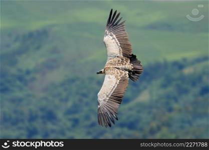An endangered Cape vulture  Gyps coprotheres  in flight, South Africa 