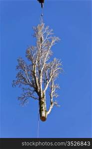 An enormous 4 ton section of a poplar tree is hanging in mid-air from a large crane during a tree removal. Highlighted against a deep blue sky.