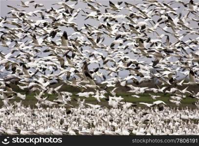 An enormous flock of snow geese in mid-air during their migration. This flock of black and white birds was located in the Skagit Valley in Washington.