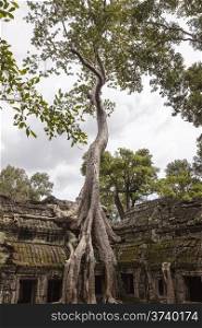 An enormous spung tree (tetrameles nudiflora) tree grows at the jungle temple of Ta Prohm in Angkor, Cambodia. The root system straddles a two story gallery on the outside of the temple complex.