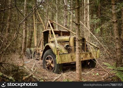 An environmental view of an old trash hauler truck that is slowly rusting away in a new growth forest.