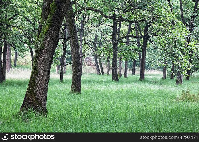 An european forest, springtime, Italy.