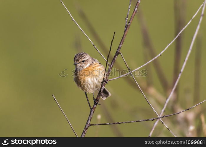 An european stonechat on a grass-stock