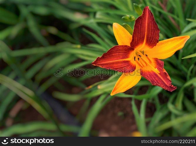 An exotic flower in Rwanda